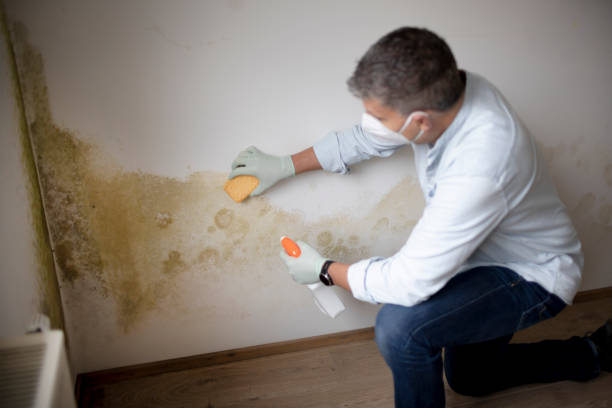 Environmental Consulting for Mold Prevention in Round Lake Beach, IL